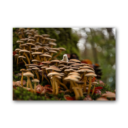 Ghost in the shrooms - ML50